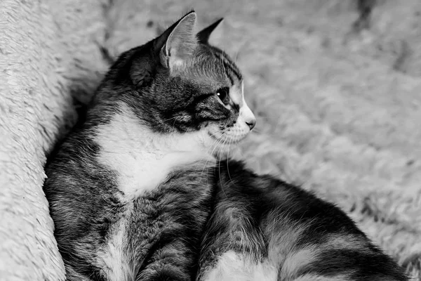 Gato deitado na cama em casa.Gato vermelho deitado na cama. Pet no co — Fotografia de Stock