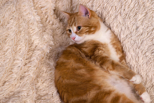 Red cat lying on the bed. Pet  couch resting. Fluffy cat sleepin