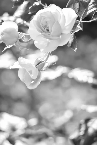 Bloemen in de tuin overdag — Stockfoto