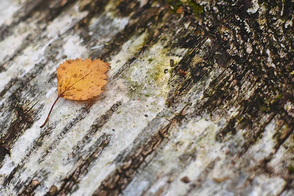 Die Blätter im Herbstpark. Herbstwald ist schön. jello — Stockfoto