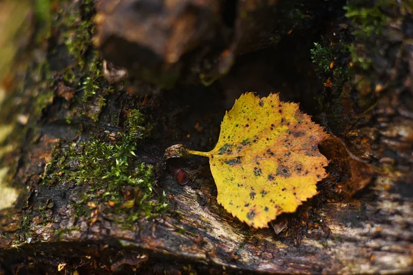 A levelek, az őszi Park. Őszi erdő gyönyörű is. Yello — Stock Fotó