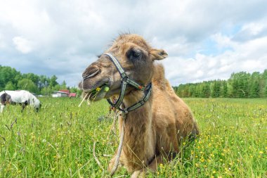 Deve alanına yürüyor 