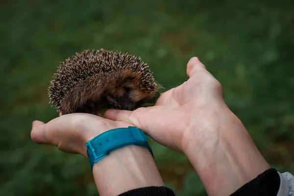 Hérisson assis dans les mains — Photo