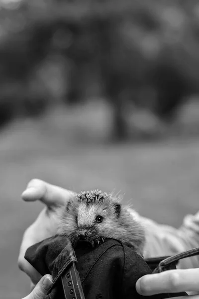 Elinde oturan kirpi — Stok fotoğraf