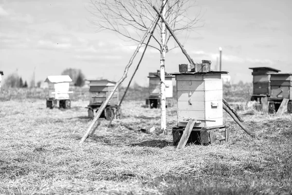 Bee hive standing in field — Stock Photo, Image