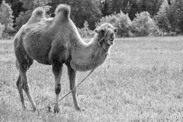 骆驼在田里走 — 图库照片