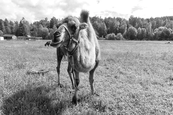 Camel, chodzenie w polu — Zdjęcie stockowe