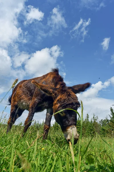 驴放牧在外地的一天 — 图库照片