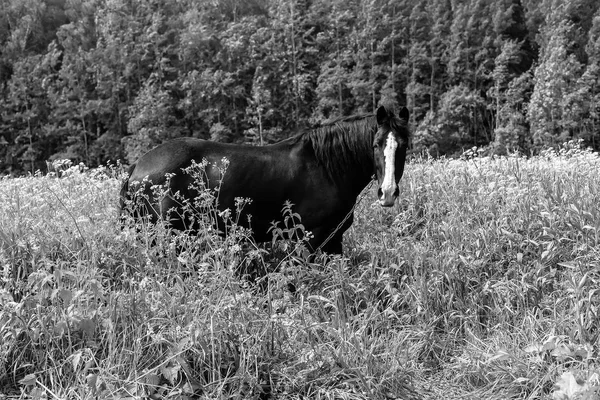 Pastoreo de caballos en el día de campo —  Fotos de Stock