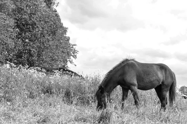 Pastoreo de caballos en el día de campo —  Fotos de Stock