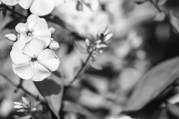 Flores no jardim de dia — Fotografia de Stock