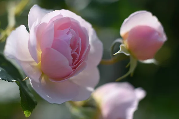 Piękny kwiat w ogrodzie — Zdjęcie stockowe