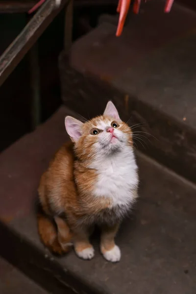 Een zwerfkat in het trappenhuis — Stockfoto