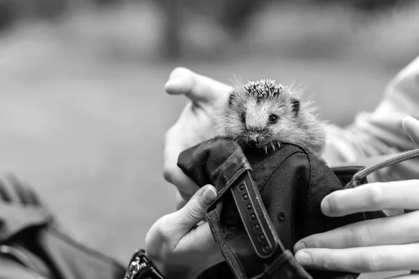 Hérisson assis dans les mains — Photo