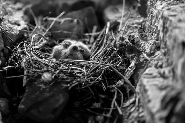 Маленькие птенцы в гнезде — стоковое фото