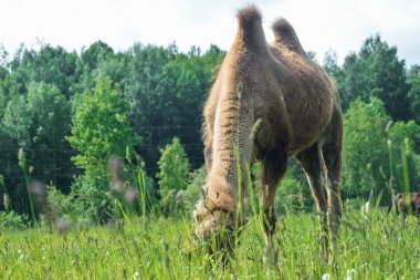 Deve alanına yürüyor 