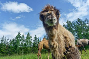 Deve alanına yürüyor 