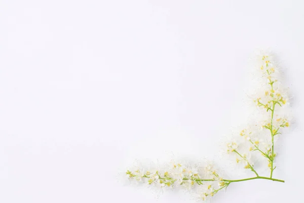 Keret virágok az asztalon — Stock Fotó