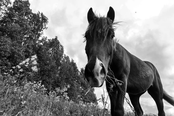 Koń pastwiskowy w dzień — Zdjęcie stockowe
