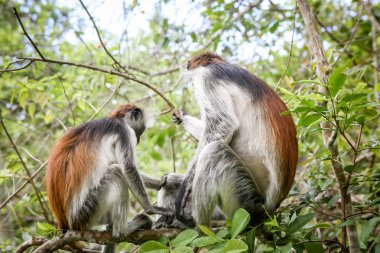 Ağaçlar öğleden sonra doğal ortamlarında maymunlar. Primatlar 
