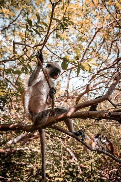 Singes dans l'habitat naturel dans les arbres après-midi. Primats — Photo