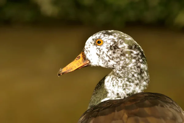 Bílý okřídlený kachna — Stock fotografie