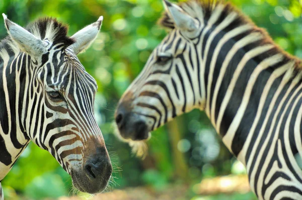 Vackra zebror i parken — Stockfoto