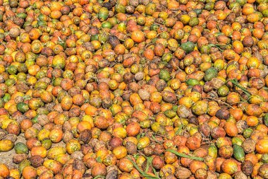 tembul fındık veya ceviz areca arka plan 