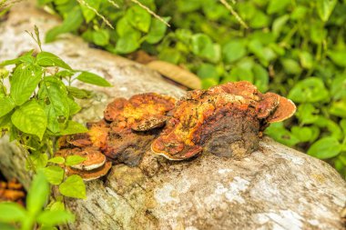 Ölü ağaçtan büyüyen mantar. 