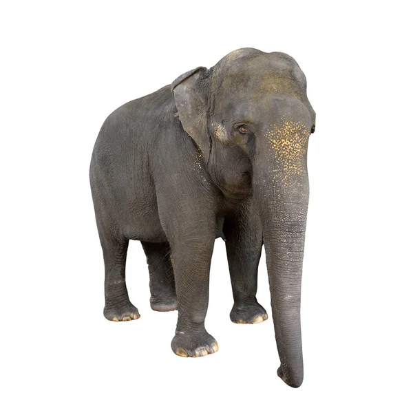 Азиатский слон, одинокий на белом фоне — стоковое фото