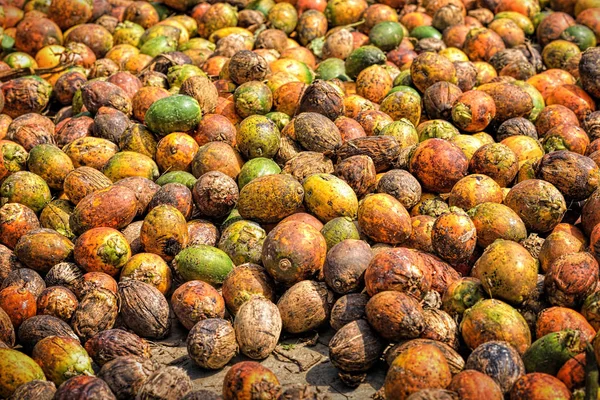 Betel Nut или Areca Nut фон — стоковое фото