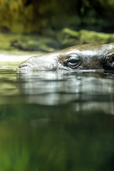 Pygmy hippopotamus in the park — Stock Photo, Image