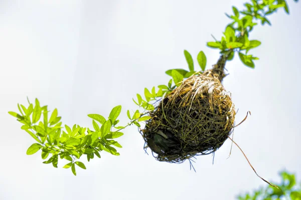 Nido de ave tejedora en una rama del árbol — Foto de Stock