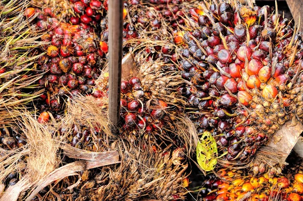 Frutas de palma aceitera — Foto de Stock