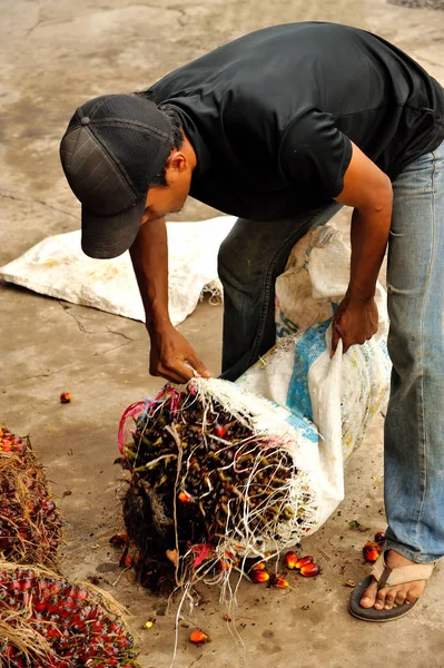 Trabajador recogiendo frutos de aceite de palma — Foto de Stock