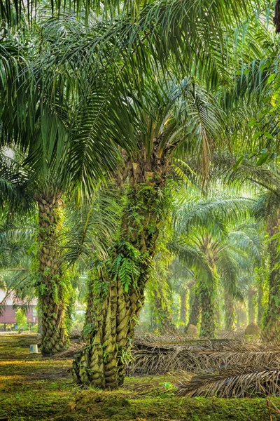 Plantation de palmier à huile — Photo