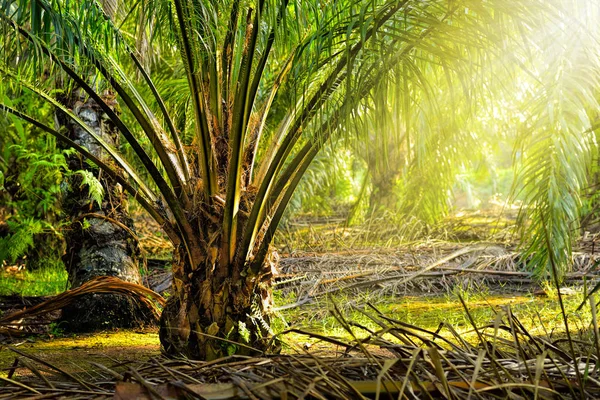 Olja palm plantation — Stockfoto