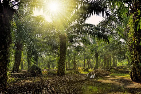 Olja palm plantation — Stockfoto