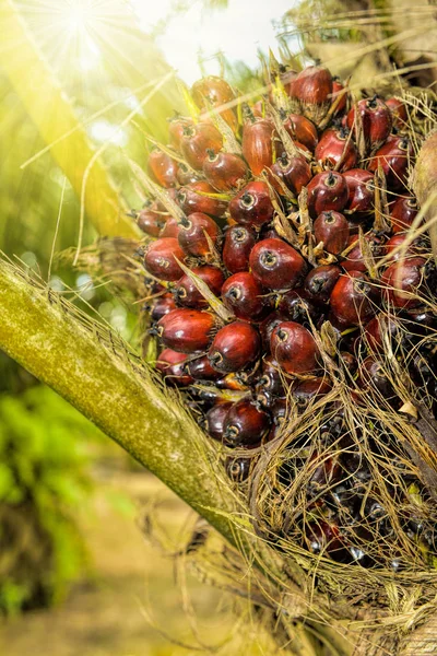 Palmöl-Früchte — Stockfoto