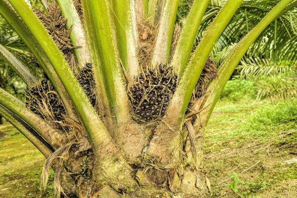 Olio di palma — Foto Stock