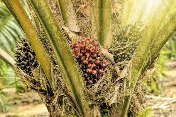 Palm oliehoudende vruchten — Stockfoto