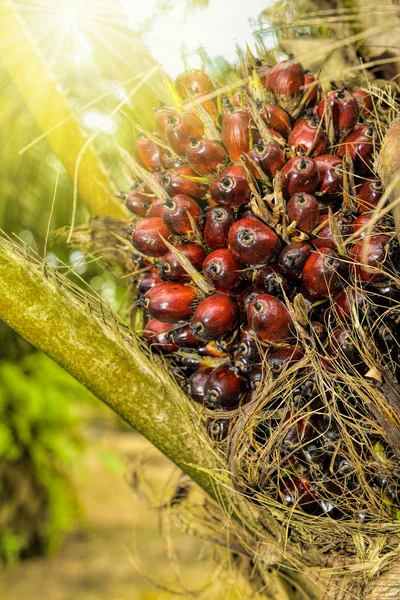 Palmolja frukter Royaltyfria Stockfoton