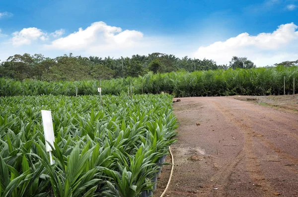 Palmolie zaailingen velden — Stockfoto