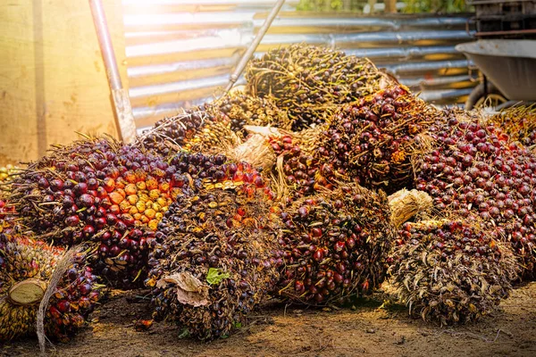 Palmolja frukter Stockbild
