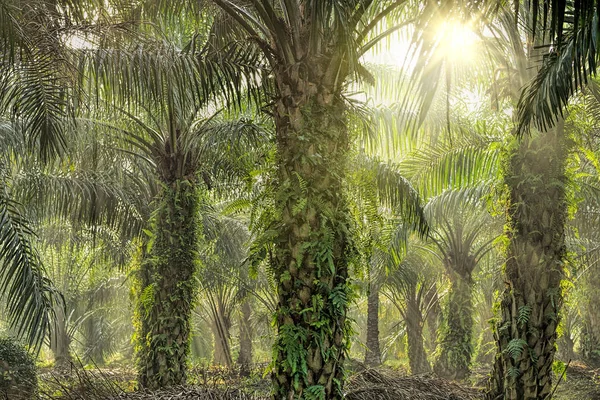 Plantacji oleju palmowego — Zdjęcie stockowe