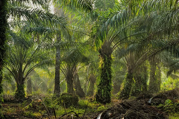 Palmolie plantage — Stockfoto