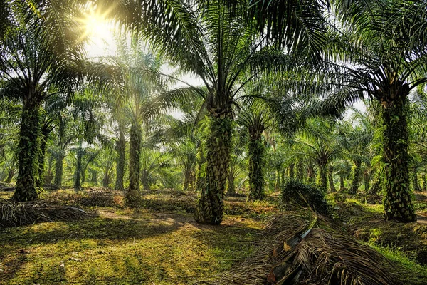 Plantacji oleju palmowego — Zdjęcie stockowe