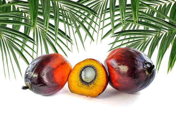 Färsk olja palm frukt — Stockfoto