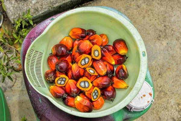 Frutos frescos de palma aceitera — Foto de Stock