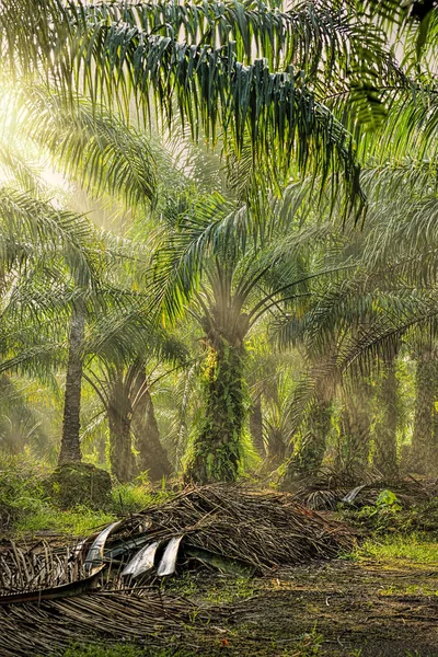 Palmolie plantage Rechtenvrije Stockfoto's